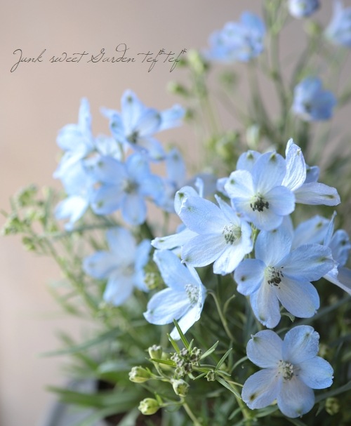 デルフィニウム アクアブルー すべての商品 Junk Sweet Garden Tef Tef デルフィニウム アクアブルー すべての商品 Junk Sweet Garden Tef Tef