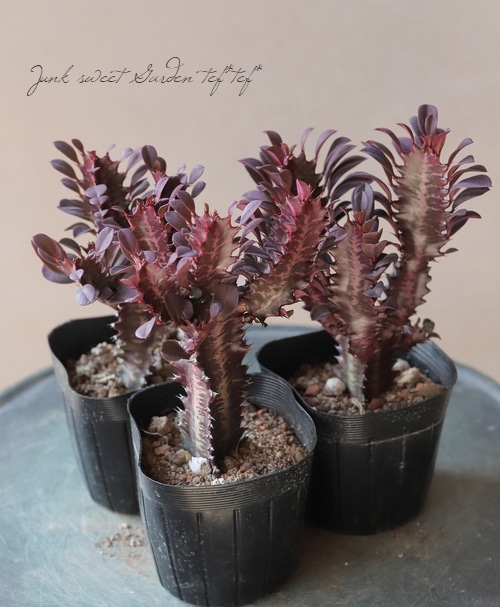 ベニサイウンカク　紅彩雲閣　抜き苗 ベニサイウンカク 紅彩雲閣 抜き苗 ベニサイウンカク紅彩雲閣抜き苗