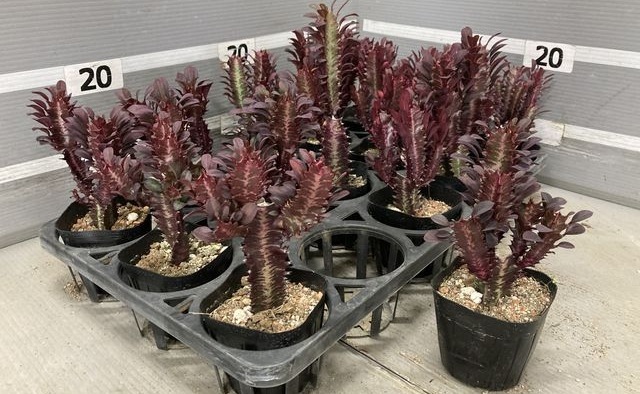 多肉植物】 『紅彩雲閣 -ベニサイウンカク-』 ユーフォルビア属