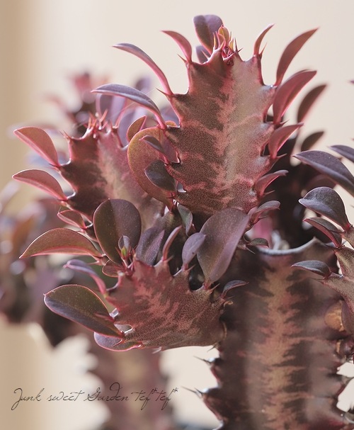 多肉植物】 『紅彩雲閣 -ベニサイウンカク-』 ユーフォルビア属