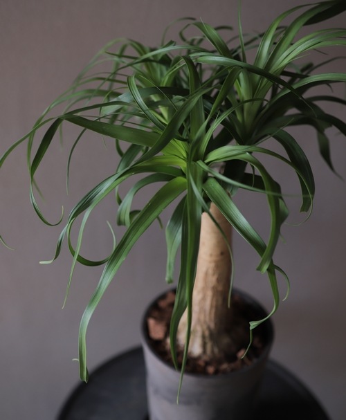 �ȥå����󡡡إ֥��˥������ƥޥ�󥷥��١�