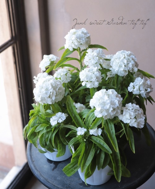 ダイアンサス 『ホワイト』 | すべての商品 | | Junk sweet