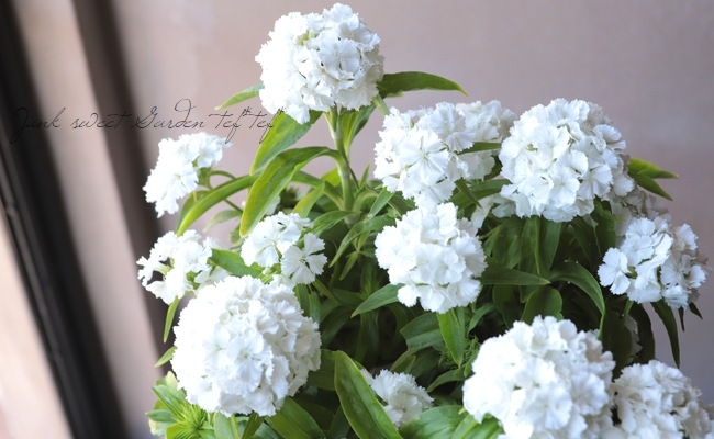 お花畑に連れていってなダイアンフレイス Beyond The Vines | ””特別な日に何を着る？””と聞かれたら