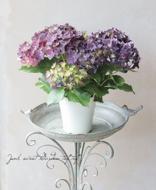 秋色紫陽花品種 『ベルベットビューティ』 パープル | すべての商品