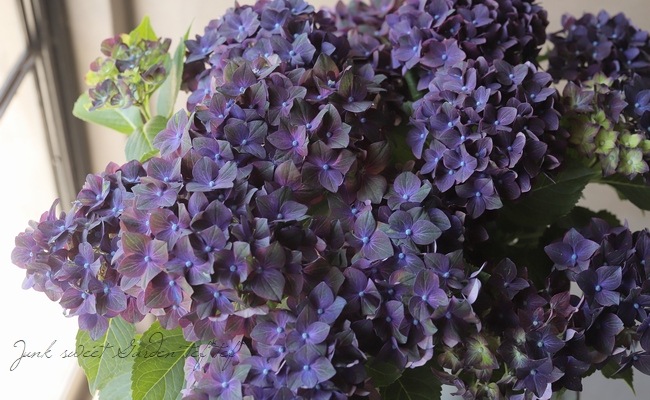 大特価！ベルベットビューティー 紫陽花 アジサイ