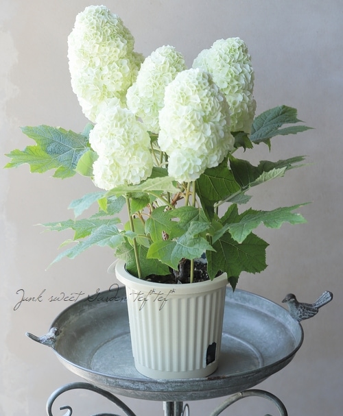 菜花ページ 柏葉紫陽花 コンパクト品種 『ハーモニー』 | Flower Species