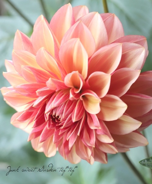 大輪咲きダリア 『ピーチマカロン』 すべての商品 Junk sweet Garden tef*tef*