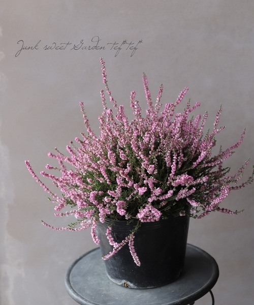 Ȭ�ź餭���롼�ʡ�No.F