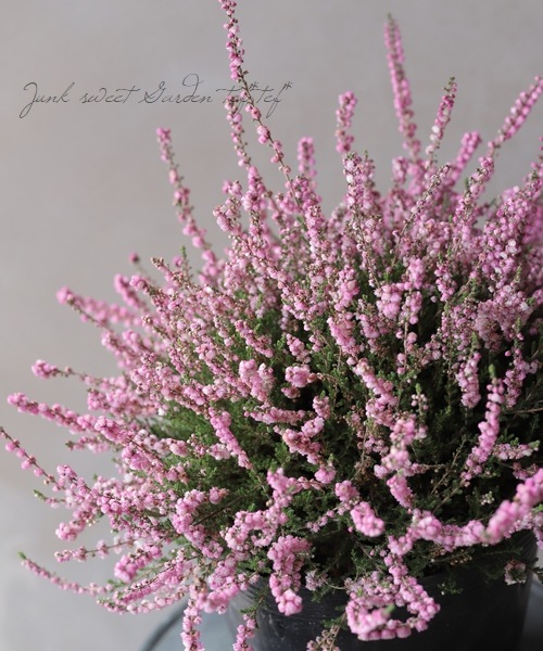 Ȭ�ź餭���롼�ʡ�No.F