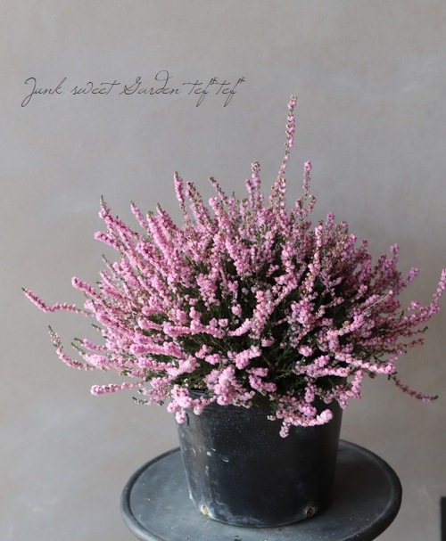 Ȭ�ź餭���롼�ʡ�No.F