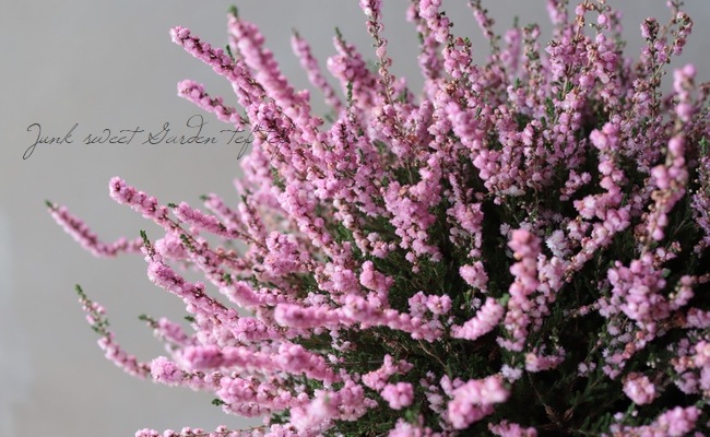 Ȭ�ź餭���롼�ʡ�No.F