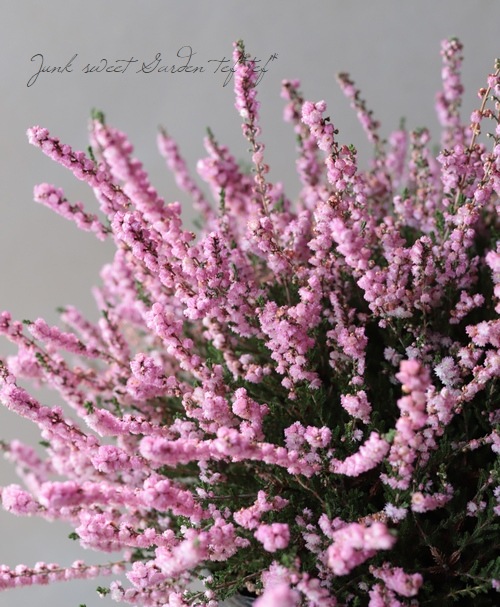 Ȭ�ź餭���롼�ʡ�No.F