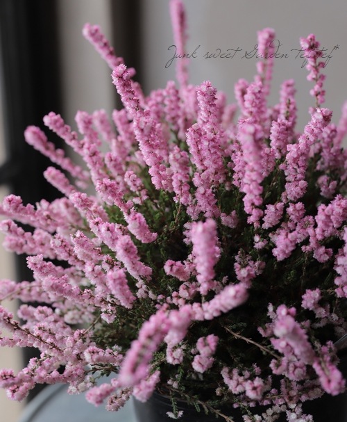 Ȭ�ź餭���롼�ʡ�No.F