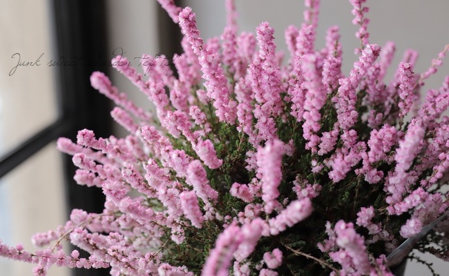 Ȭ�ź餭���롼�ʡ�No.F