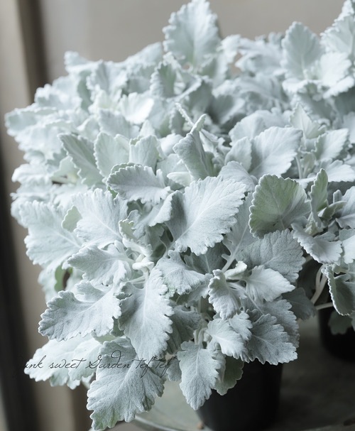 シロタエギク 『ニュールック』 『シリウス』単植え | すべての商品