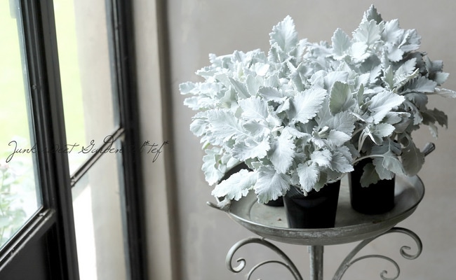 シロタエギク 『ニュールック』 『シリウス』単植え | すべての商品