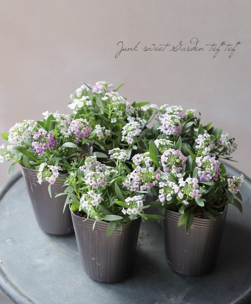 �������ȥ���å��ࡡ�إѥ��ƥ�MIX��