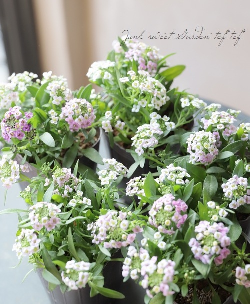 �������ȥ���å��ࡡ�إѥ��ƥ�MIX��