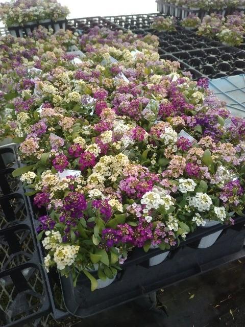 �������ȥ���å��ࡡ�إѥ��ƥ�MIX��