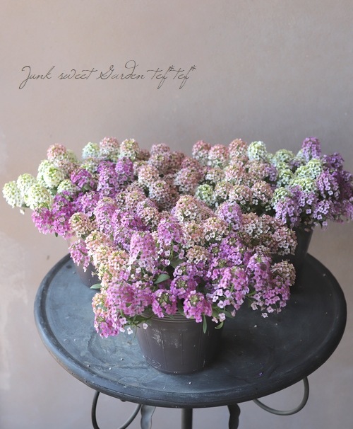 �������ȥ���å��ࡡ�إѥ��ƥ�MIX��