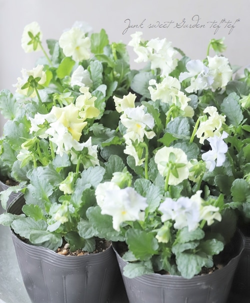 ���ߤ�ȥե��ѥ󥸡� �إ��㥤�ˡ����֥롼��