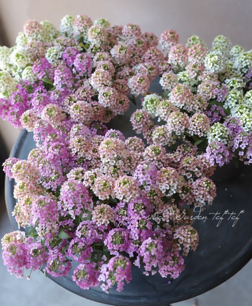 �������ȥ���å��ࡡ�إѥ��ƥ�MIX��