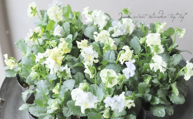 ���ߤ�ȥե��ѥ󥸡� �إ��㥤�ˡ����֥롼��