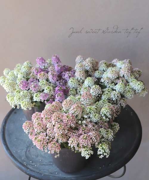 �������ȥ���å��ࡡ�إѥ��ƥ�MIX��