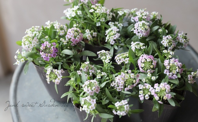 �������ȥ���å��ࡡ�إѥ��ƥ�MIX��