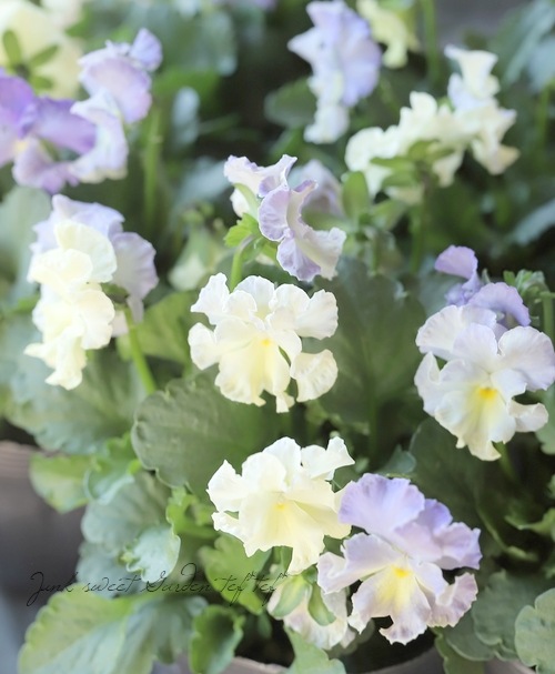 ���ߤ�ȥե��ѥ󥸡� �إ��㥤�ˡ����֥롼��