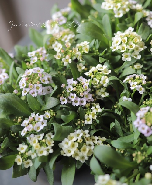 �������ȥ���å��ࡡ�إѥ��ƥ�MIX��