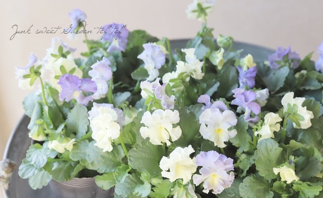 ���ߤ�ȥե��ѥ󥸡� �إ��㥤�ˡ����֥롼��