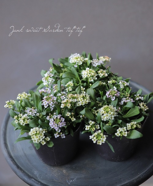 �������ȥ���å��ࡡ�إѥ��ƥ�MIX��