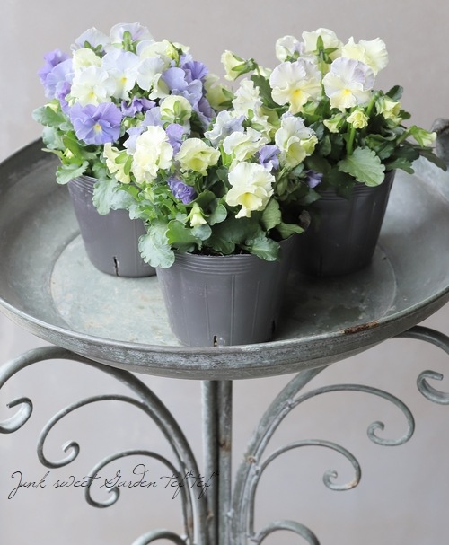 ���ߤ�ȥե��ѥ󥸡� �إ��㥤�ˡ����֥롼��