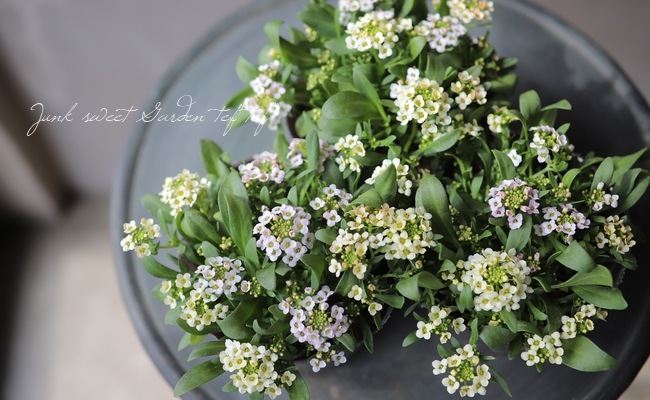 �������ȥ���å��ࡡ�إѥ��ƥ�MIX��