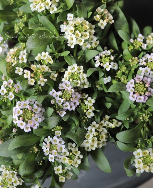 �������ȥ���å��ࡡ�إѥ��ƥ�MIX��