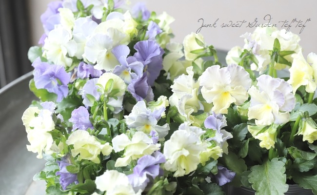 ☆みもとフリルパンジー 『チャイニーズブルー』 | すべての商品