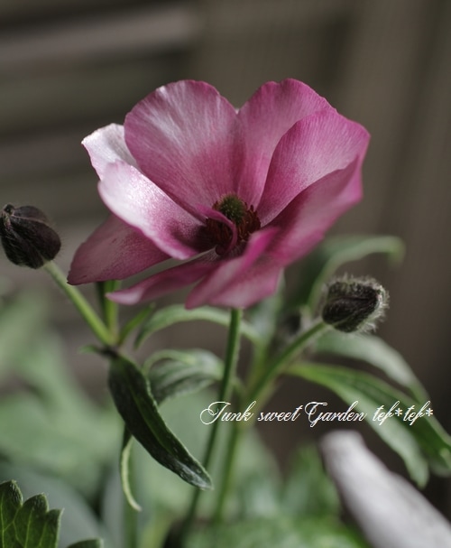 ラナンキュラス ラックスシリーズ 『エウロペ』 綾園芸さん育種！生産