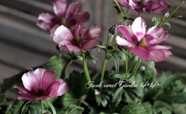 ラナンキュラス ラックスシリーズ 『エウロペ』 綾園芸さん育種！生産