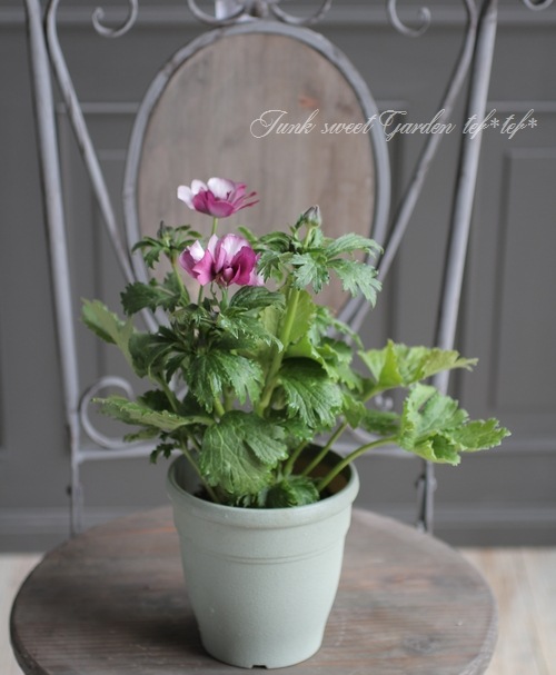 ラナンキュラス ラックスシリーズ 『エウロペ』 綾園芸さん育種！生産