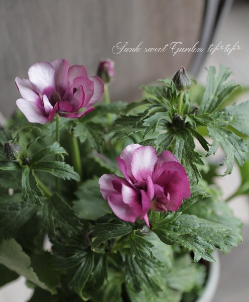 ラナンキュラス ラックスシリーズ 『エウロペ』 綾園芸さん育種！生産