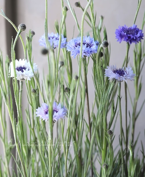 セントーレア (矢車草) 『クラシックファンタスティック』お色おまかせ