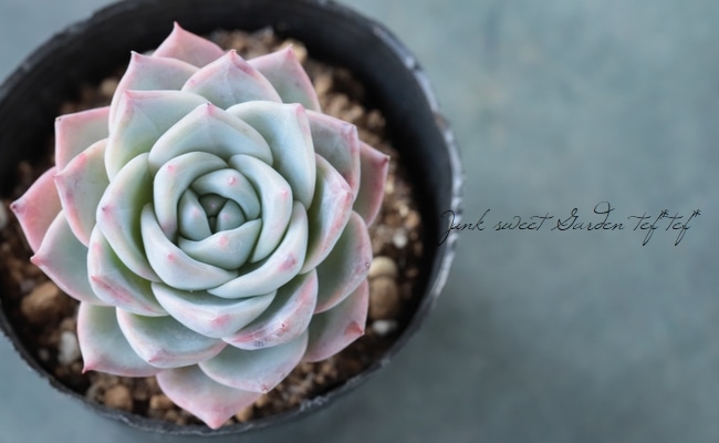 ��¿����ʪ�� �إ֥롼�С��ɡ١������٥ꥢ°�����Ȥ����꡼��