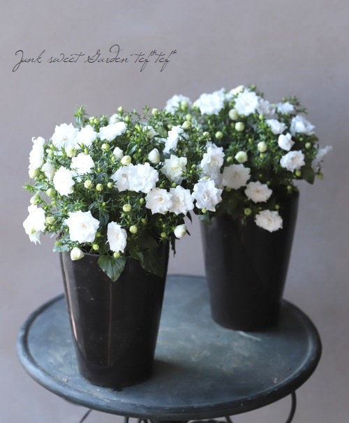 大輪カンパニュラ 『ホワイトライクミー』 | すべての商品 | | Junk