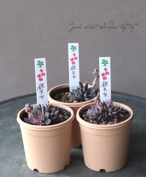 多肉植物 銀天女×クリスペードビューティ 4cmポット苗 多肉植物 銀天女