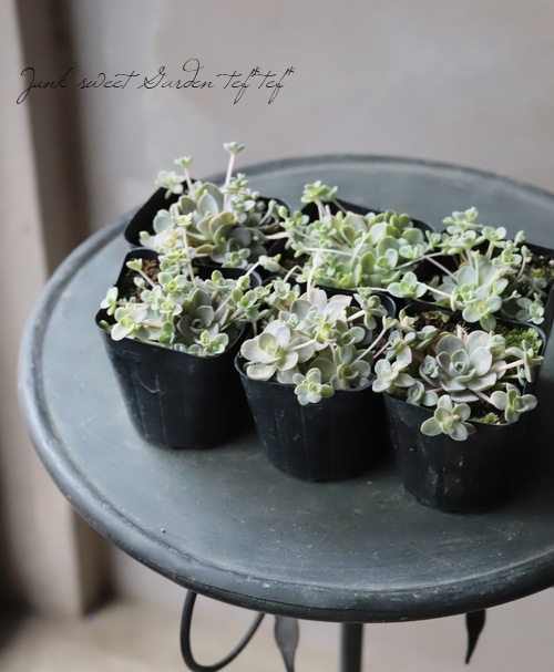 ��¿����ʪ�ۥ����ࡡ�ػһ���ϡ��-��������-�١�����������