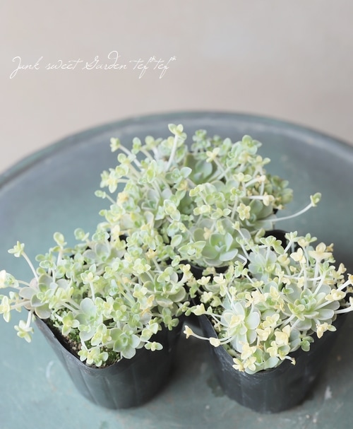 多肉植物】セダム 『子持ち蓮華-コモチレンゲ-』 カスタード | すべて