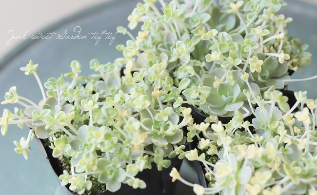 多肉植物セダム★子持ち蓮華★ 多肉植物】セダム 『子持ち蓮華-コモチレンゲ-』 カスタード | すべて