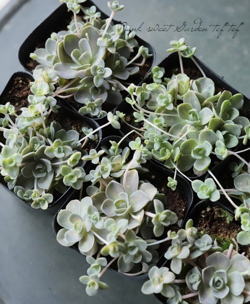 ��¿����ʪ�ۥ����ࡡ�ػһ���ϡ��-��������-�١�����������