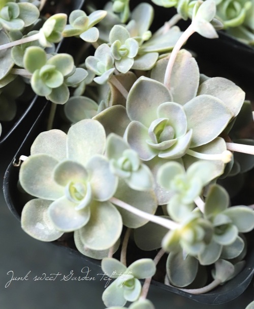 ��¿����ʪ�ۥ����ࡡ�ػһ���ϡ��-��������-�١�����������